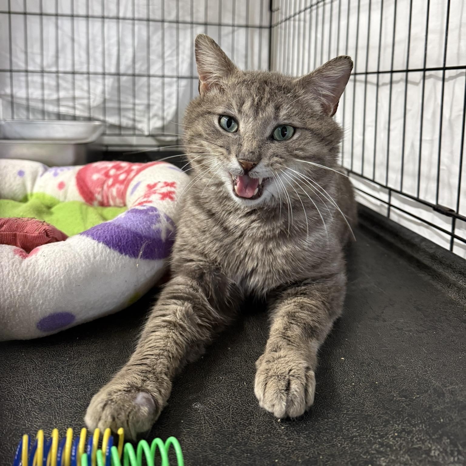 Zamboni, adopted, Young Male Domestic Short Hair.