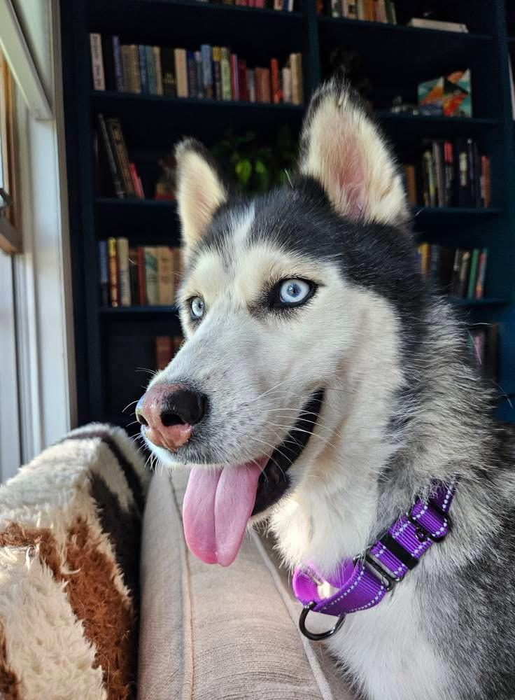 Astra, Adoptable, Adult Female Siberian Husky.