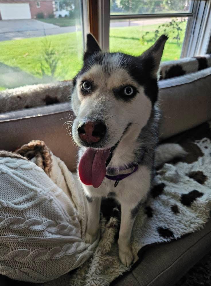 Astra, Adoptable, Adult Female Siberian Husky.