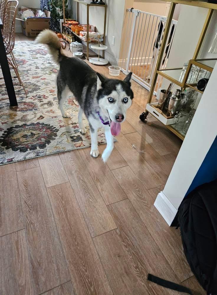 Astra, a Adoptable Siberian Husky image 3/6