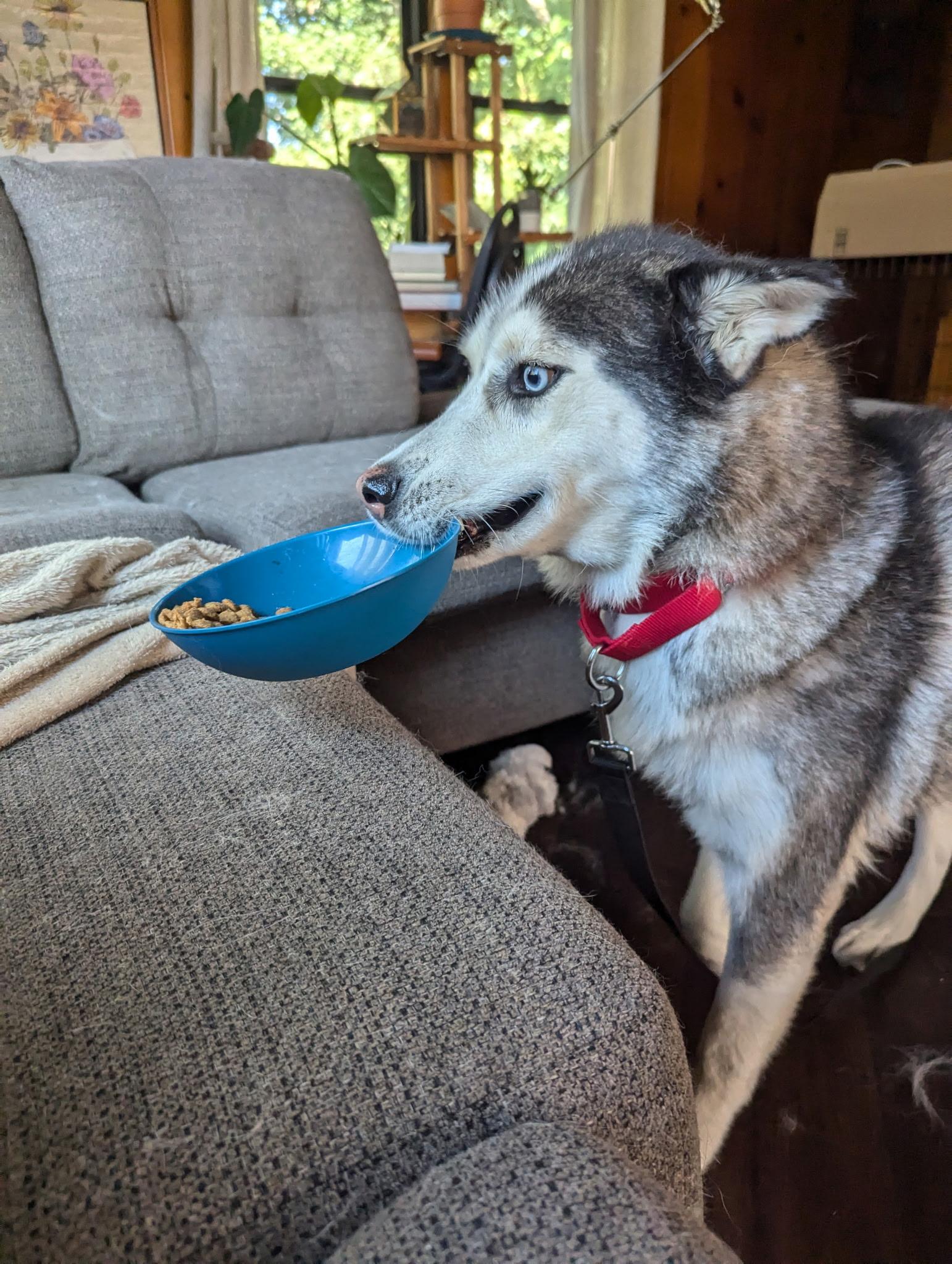 Astra, a Adoptable Siberian Husky image 4/6