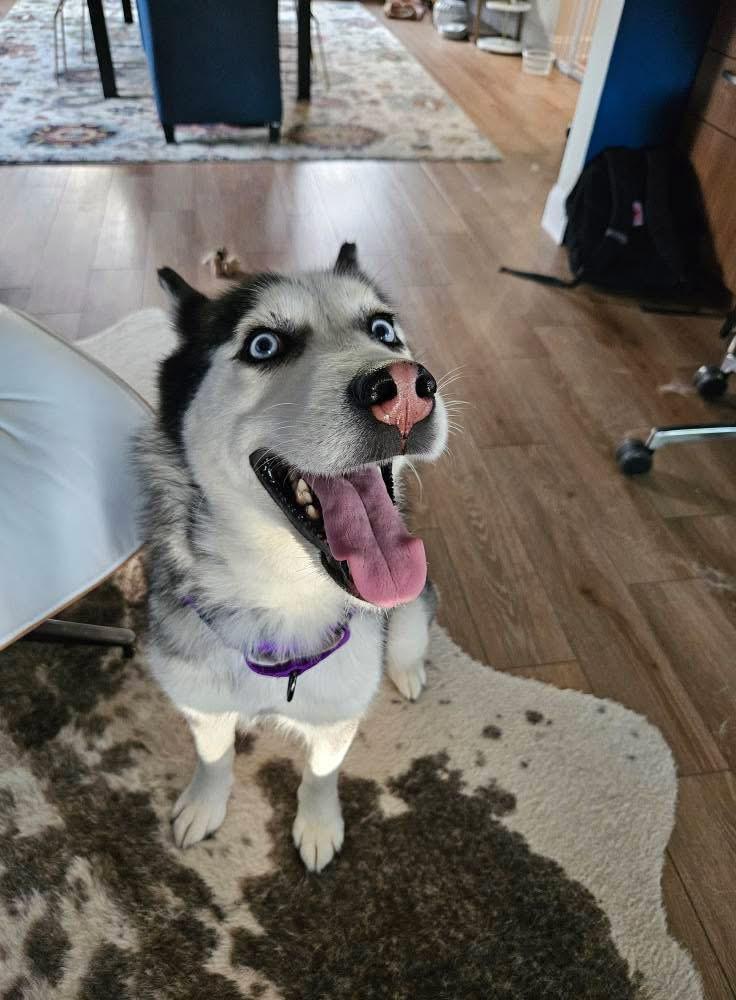 Astra, a Adoptable Siberian Husky image 5/6