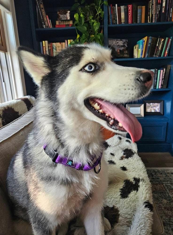 Astra, a Adoptable Siberian Husky image 6/6