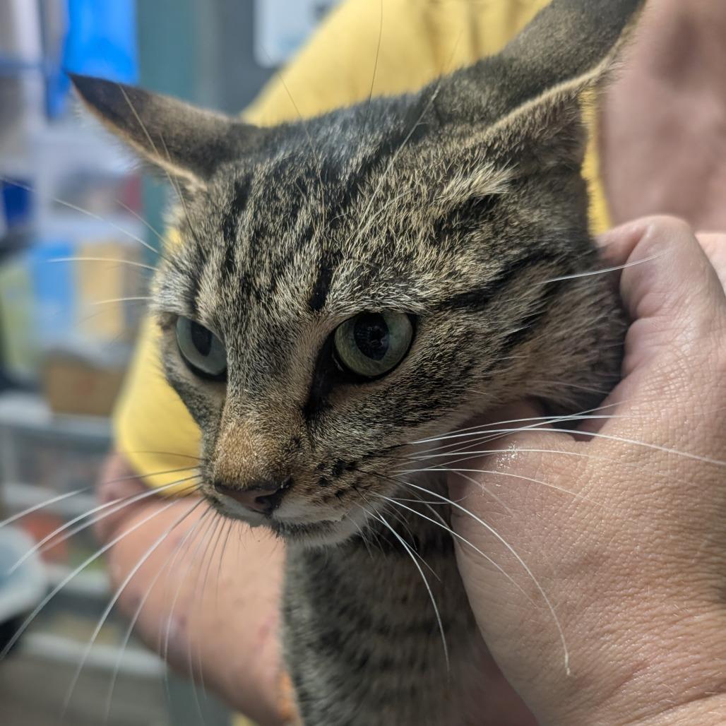 Gracie, Adoptable, Young Female Domestic Short Hair.