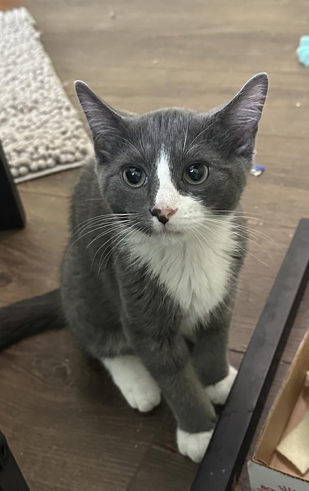 Tavren, Adoptable, Kitten Male Domestic Short Hair.