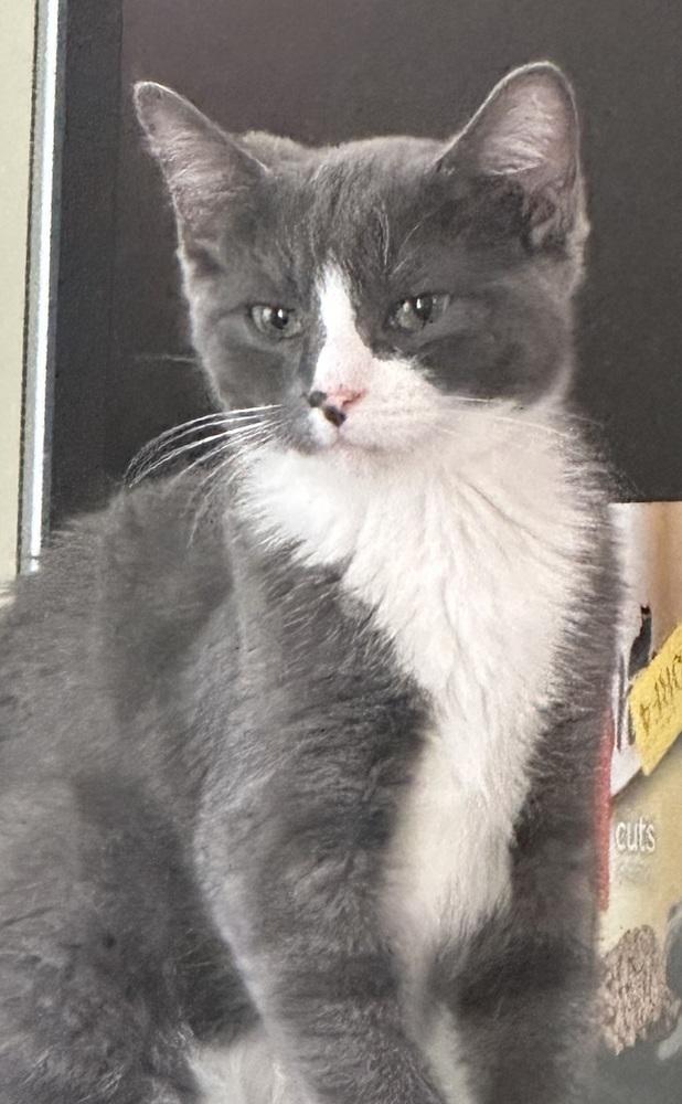 Enlarge Tavren, a Adoptable mixed breed in Emerald Isle, NC image 2/2