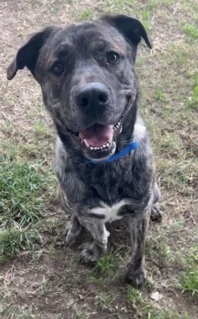 Enlarge KIP, a Adoptable mixed breed in Riverside, CA image 1/1