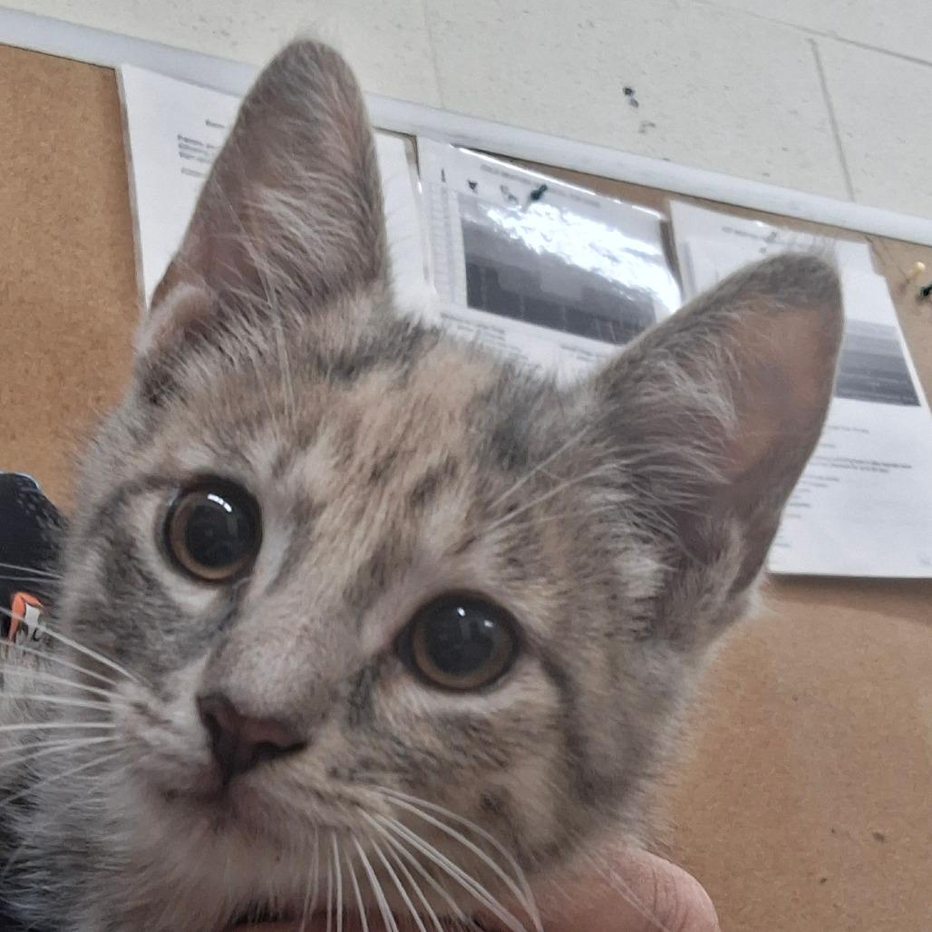Daffy, Adoptable, Kitten Female Domestic Short Hair.