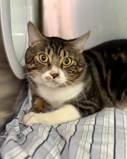 LEONIDAS — thumbnail 2