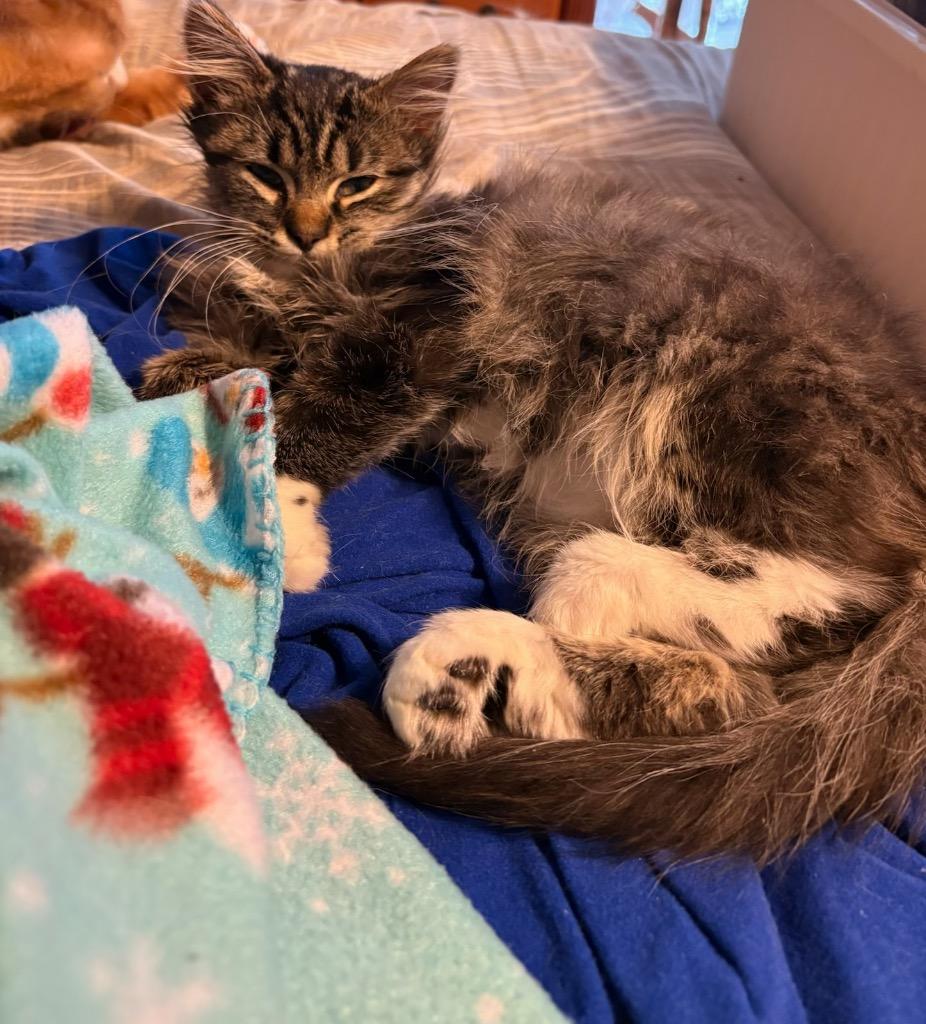 Holte, Adoptable, Kitten Male Domestic Medium Hair.