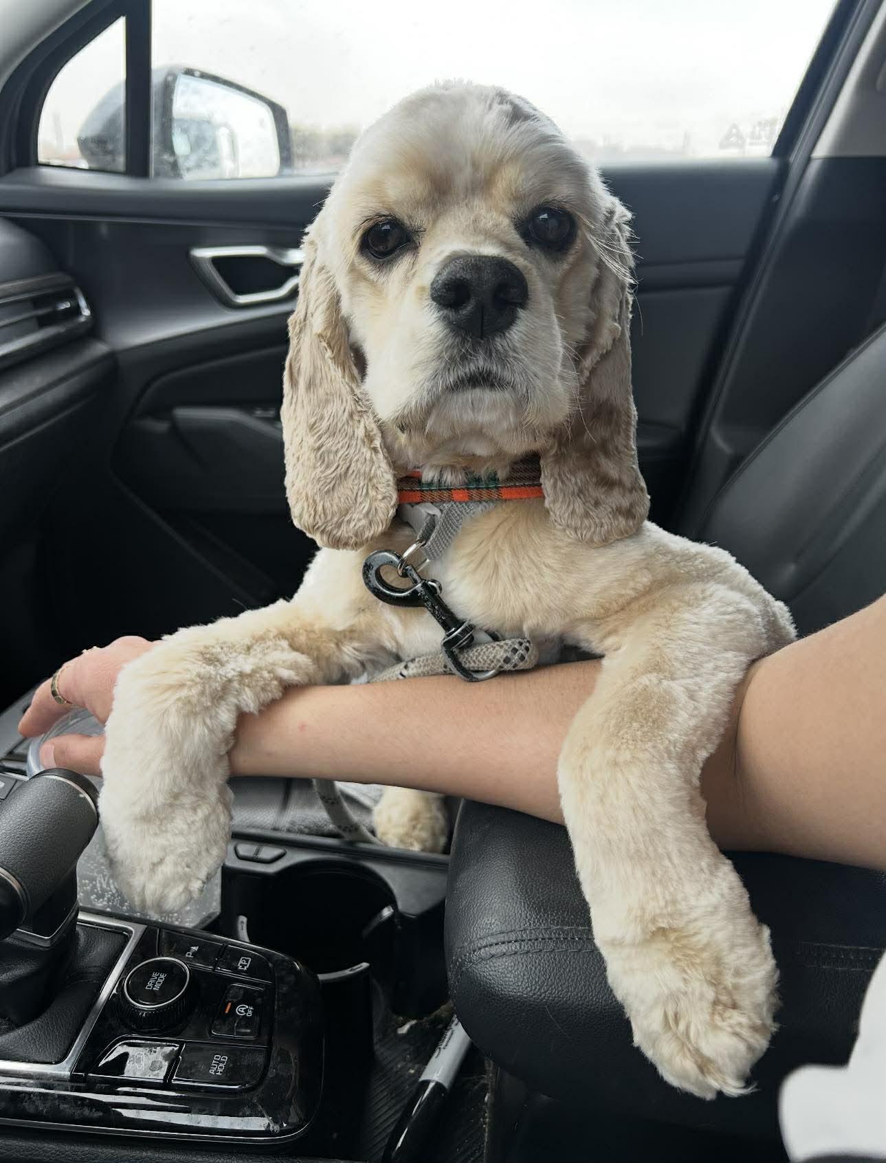 Biscuit, adoptable, Young Male Cocker Spaniel.