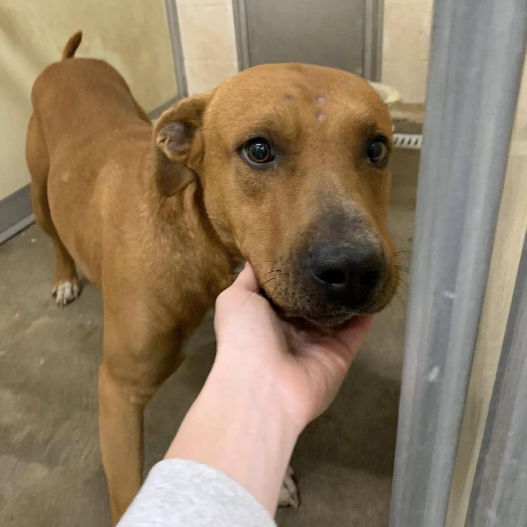 Enlarge Bandit, a Adoptable Retriever in Cleveland, MS image 1/2