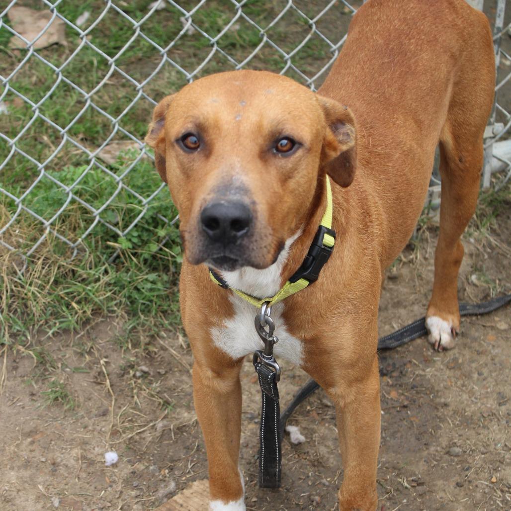 Enlarge Bandit, a Adoptable Retriever in Cleveland, MS image 2/2