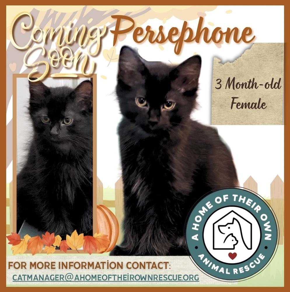 Enlarge Persephone, a Adoptable Domestic Long Hair in Silver Spring, MD image 1/1
