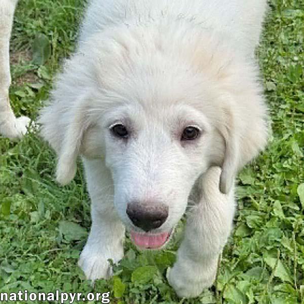 Enlarge Olaf in OH - A Quiet Charmer, an adopted Great Pyrenees in Bellevue, OH image 1/4