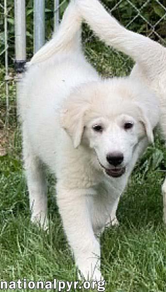 Enlarge Olaf in OH - A Quiet Charmer, an adopted Great Pyrenees in Bellevue, OH image 2/4