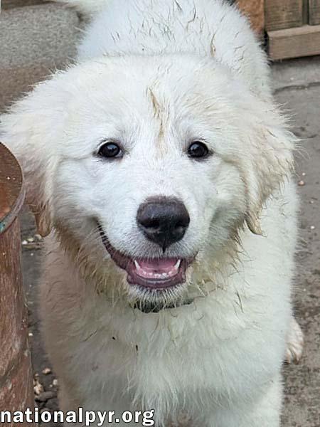 Enlarge Olaf in OH - A Quiet Charmer, an adopted Great Pyrenees in Bellevue, OH image 3/4