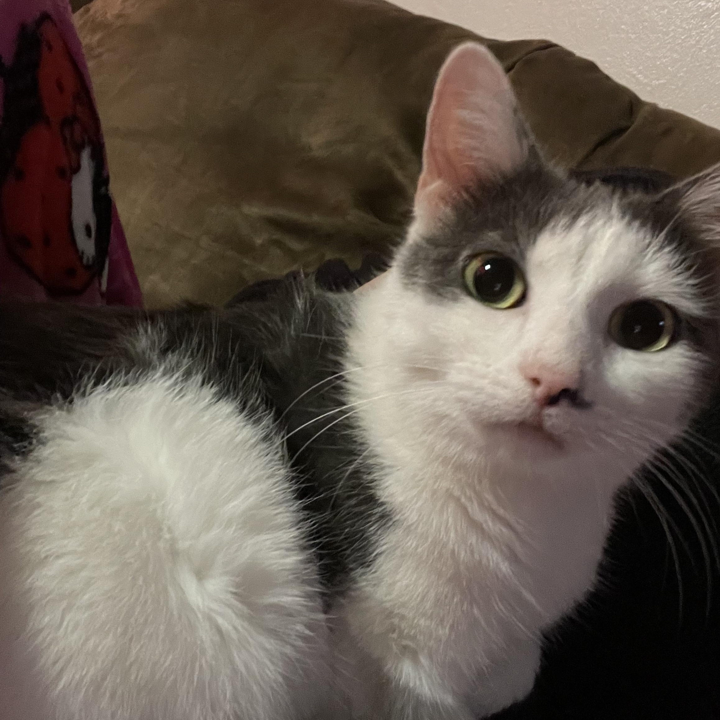 Enlarge Suki Coming In, a Adoptable Domestic Short Hair in Clifton, NJ image 6/6