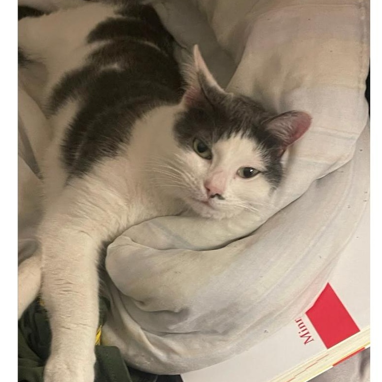 Enlarge Suki Coming In, a ADOPTABLE Domestic Short Hair in Clifton, NJ image 2/5