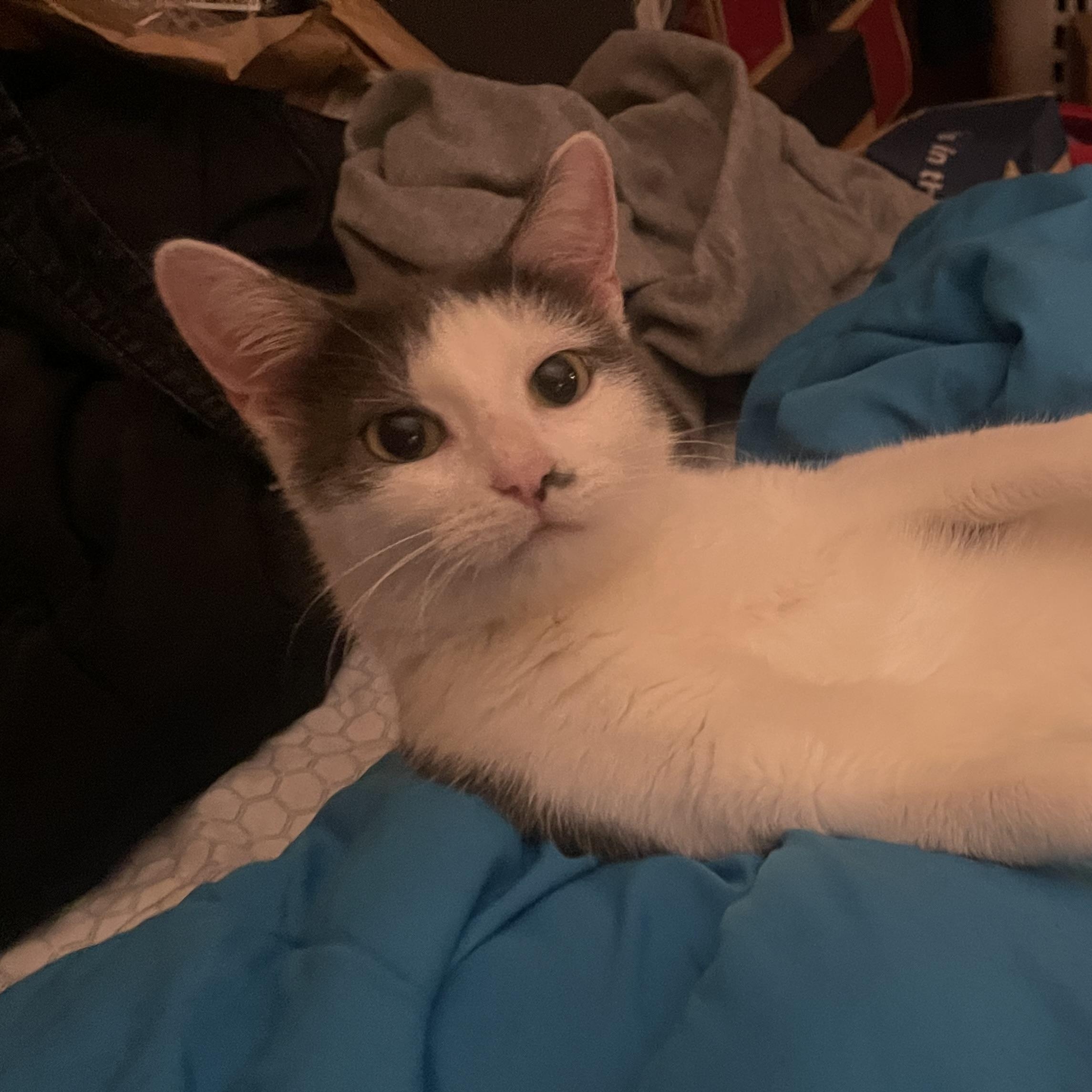 Suki Coming In, ADOPTABLE, Young Female Domestic Short Hair.