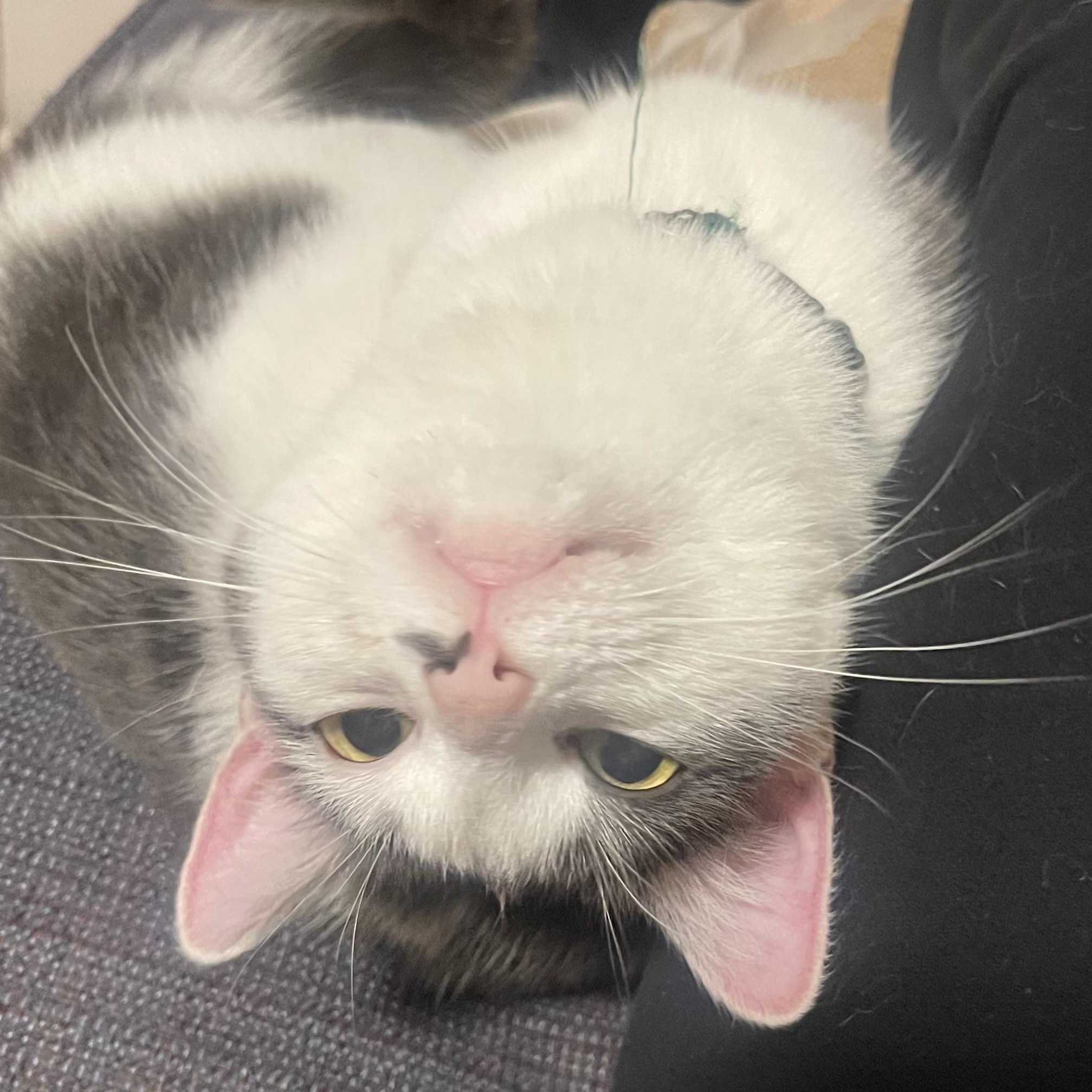 Enlarge Suki Coming In, a ADOPTABLE Domestic Short Hair in Clifton, NJ image 3/5