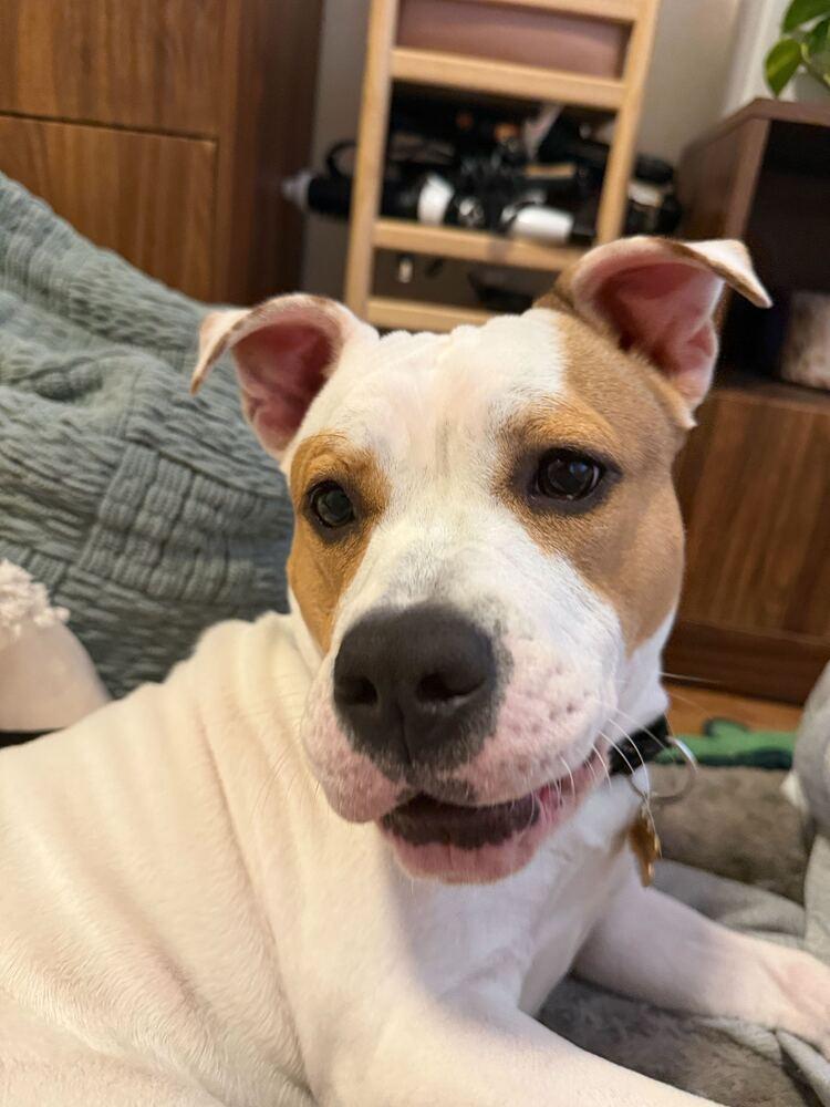 Coco, Adoptable, Young Female Mixed Breed.