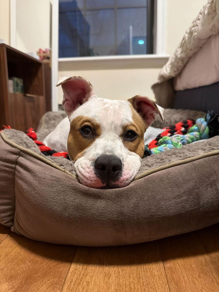 Enlarge Coco, a Adoptable mixed breed in New York, NY image 2/6