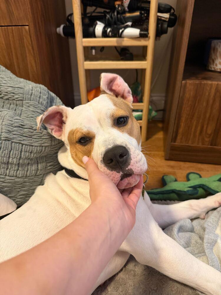 Enlarge Coco, a Adoptable mixed breed in New York, NY image 3/6