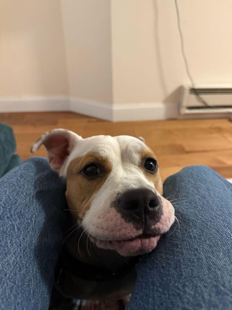 Enlarge Coco, a Adoptable mixed breed in New York, NY image 4/6