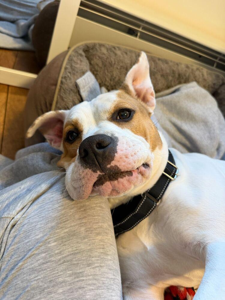 Enlarge Coco, a Adoptable mixed breed in New York, NY image 5/6