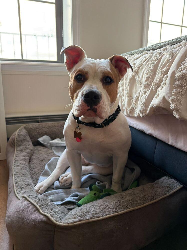 Enlarge Coco, a Adoptable mixed breed in New York, NY image 6/6