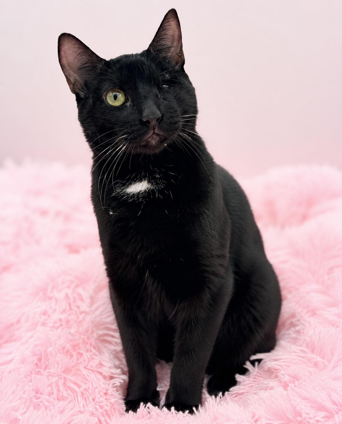 Fetty Wap, Adoptable, Young Male Domestic Short Hair.