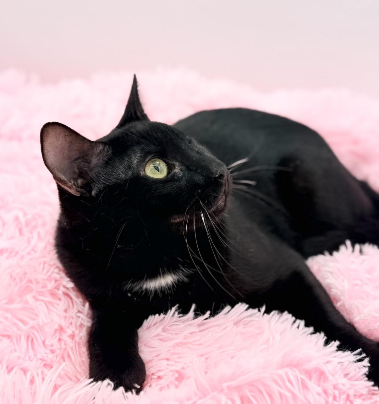 Fetty Wap, a Adoptable Domestic Short Hair in Covington, LA image 3/5