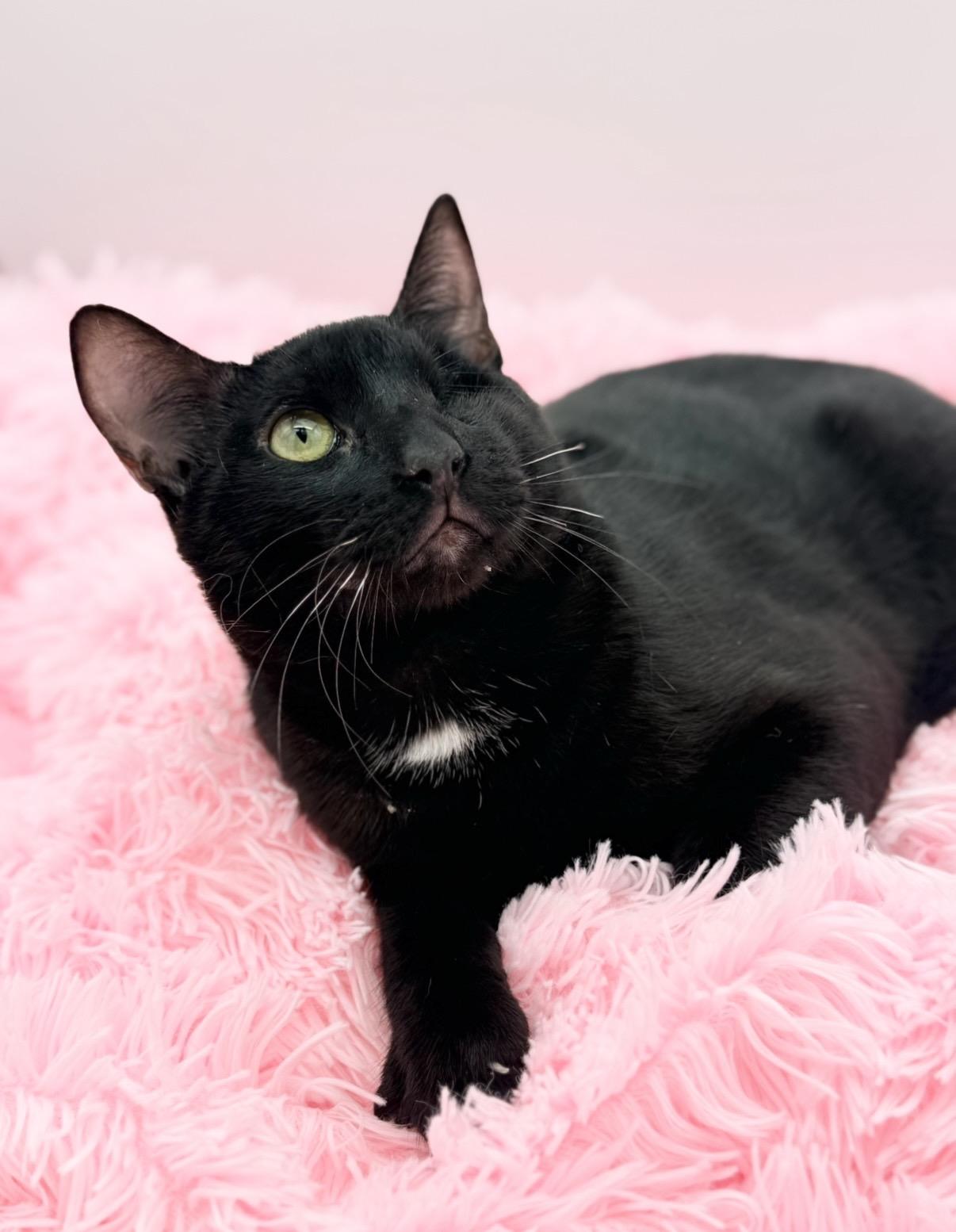 Fetty Wap, a Adoptable Domestic Short Hair in Covington, LA image 4/5
