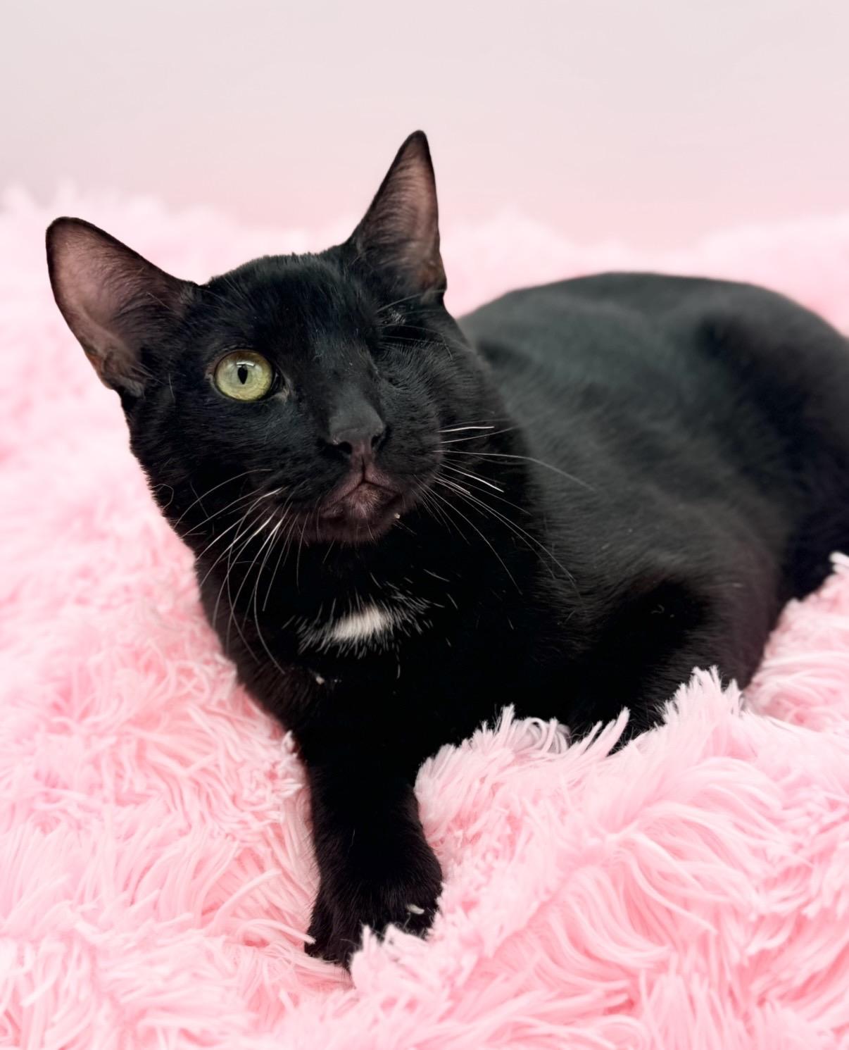Fetty Wap, a Adoptable Domestic Short Hair in Covington, LA image 2/5