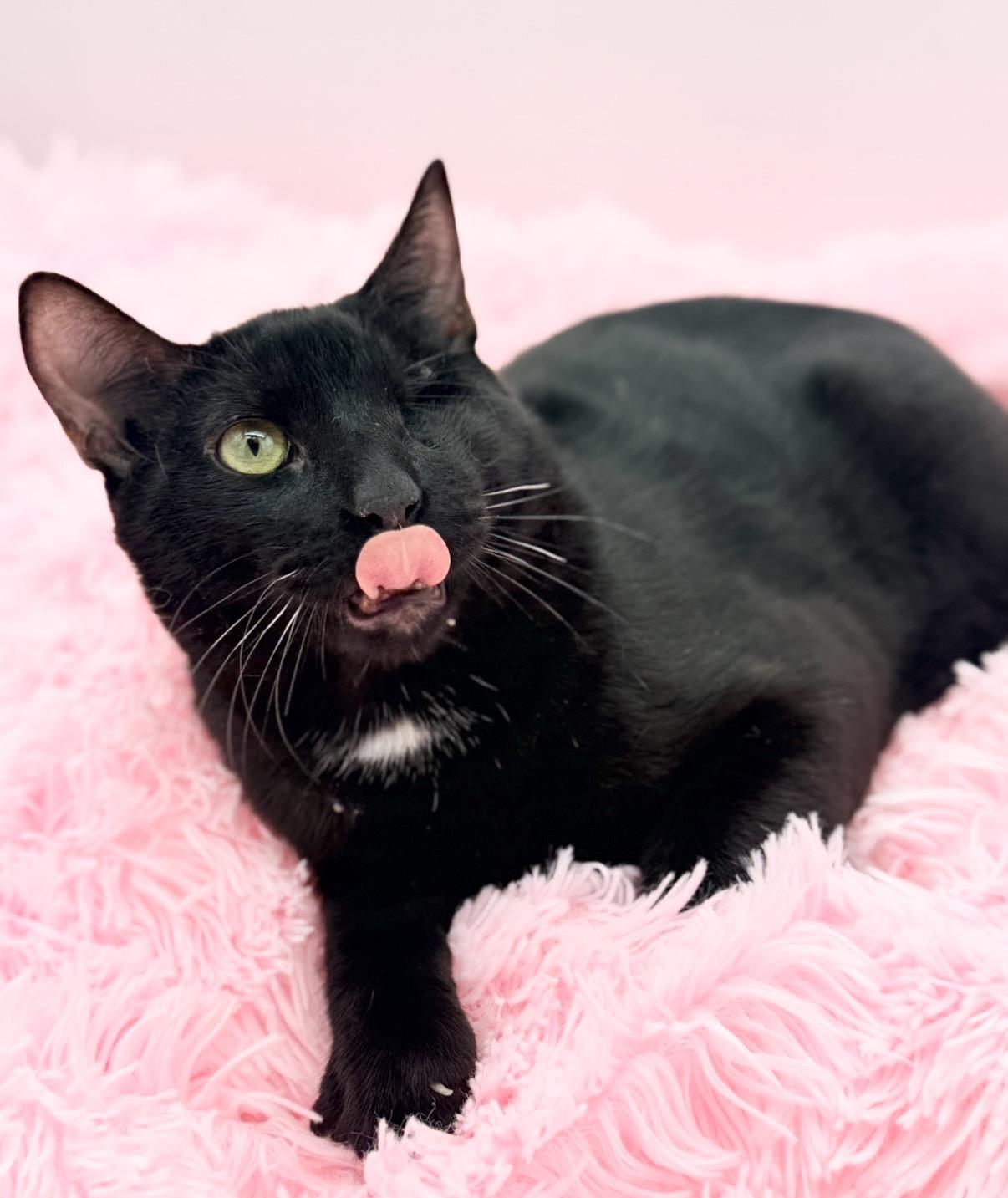 Fetty Wap, a Adoptable Domestic Short Hair in Covington, LA image 5/5