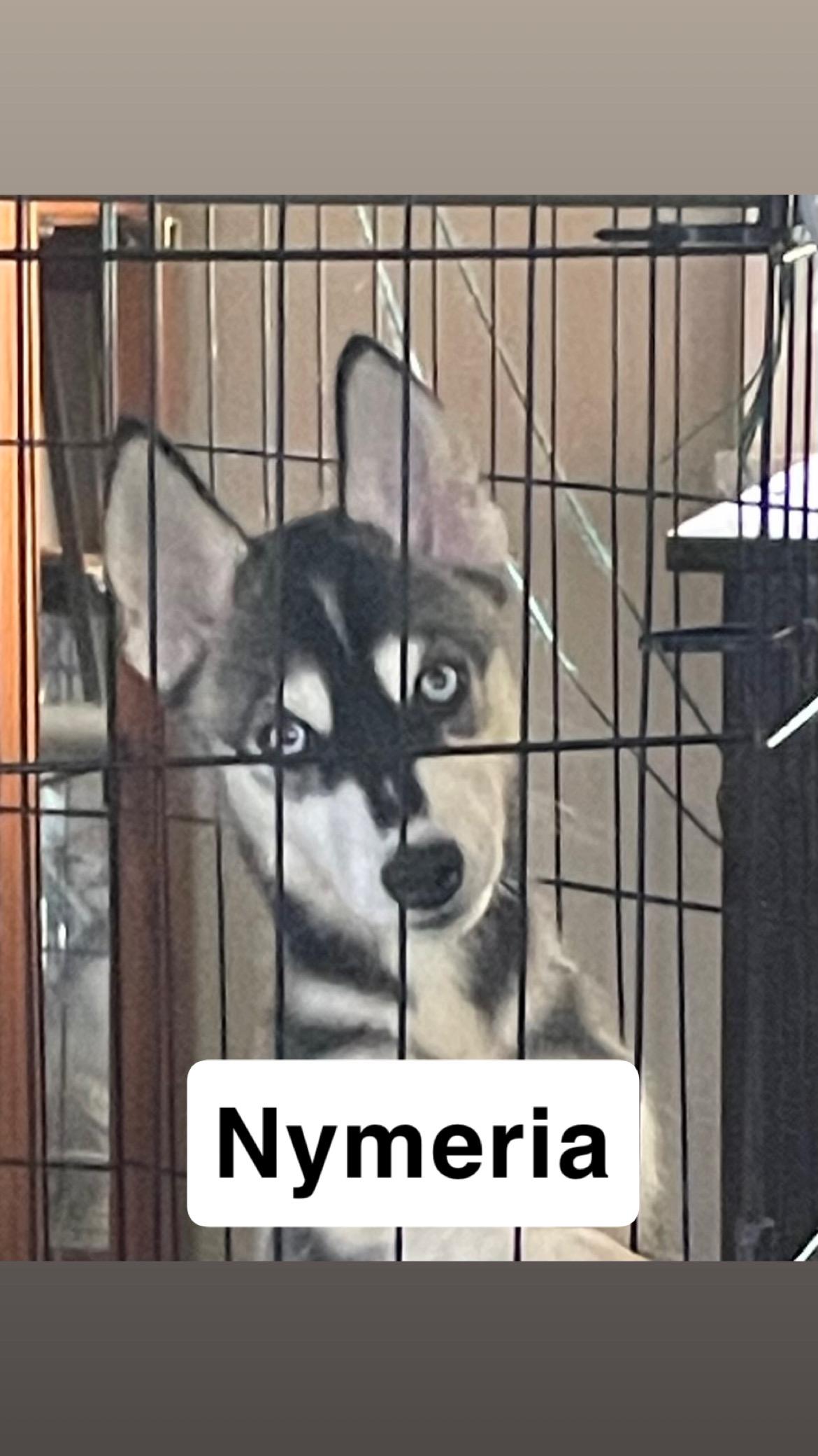 Nymeria