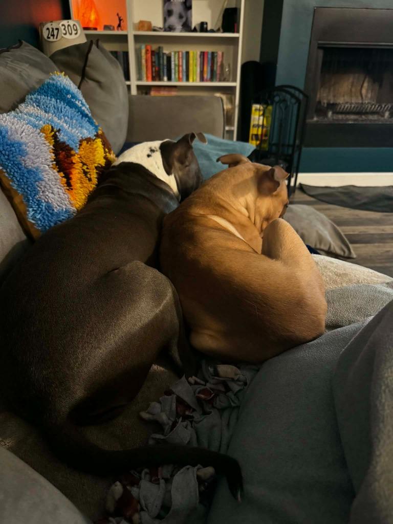 Beeba, Adoptable, Young Male Mixed Breed.