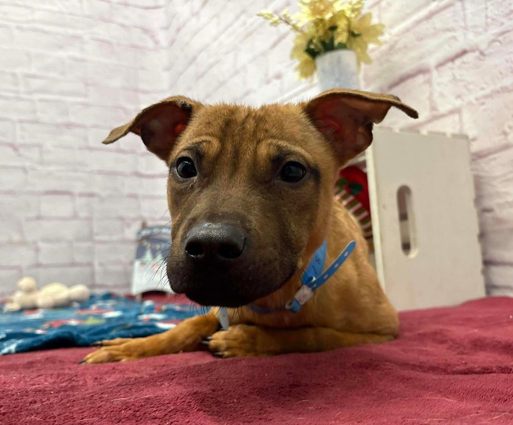 Beeba, Adoptable, Young Male Mixed Breed.