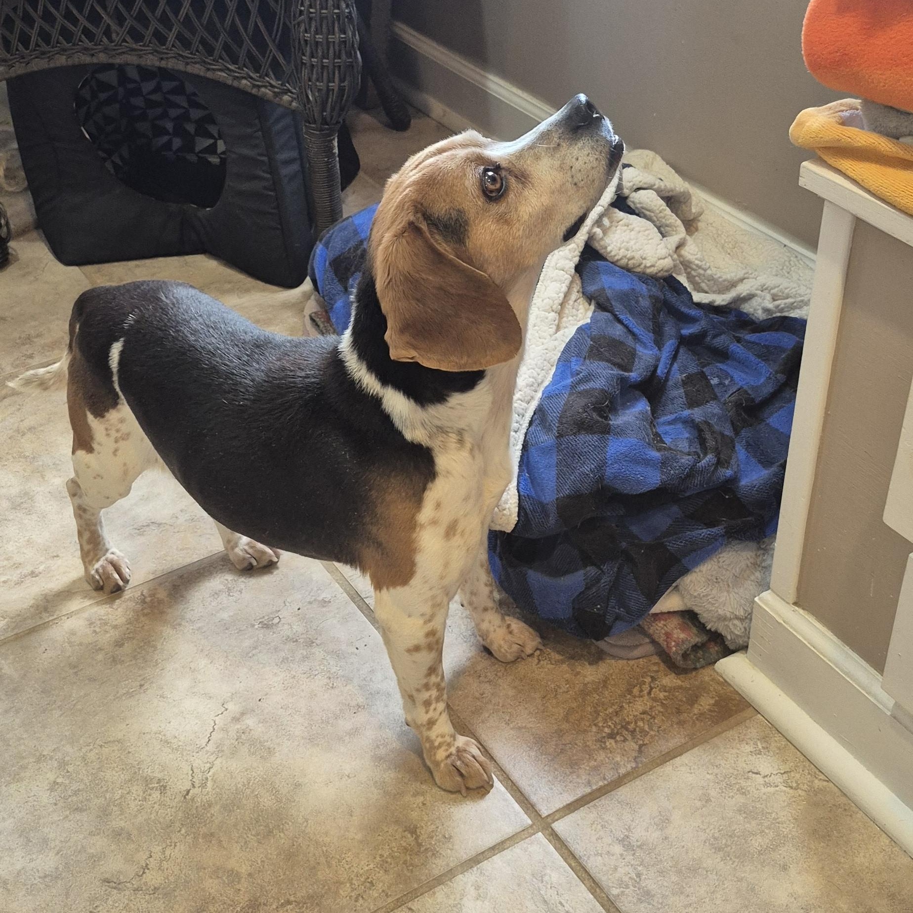 Enlarge Bucky, a ADOPTABLE Beagle in Amissville, VA image 2/4