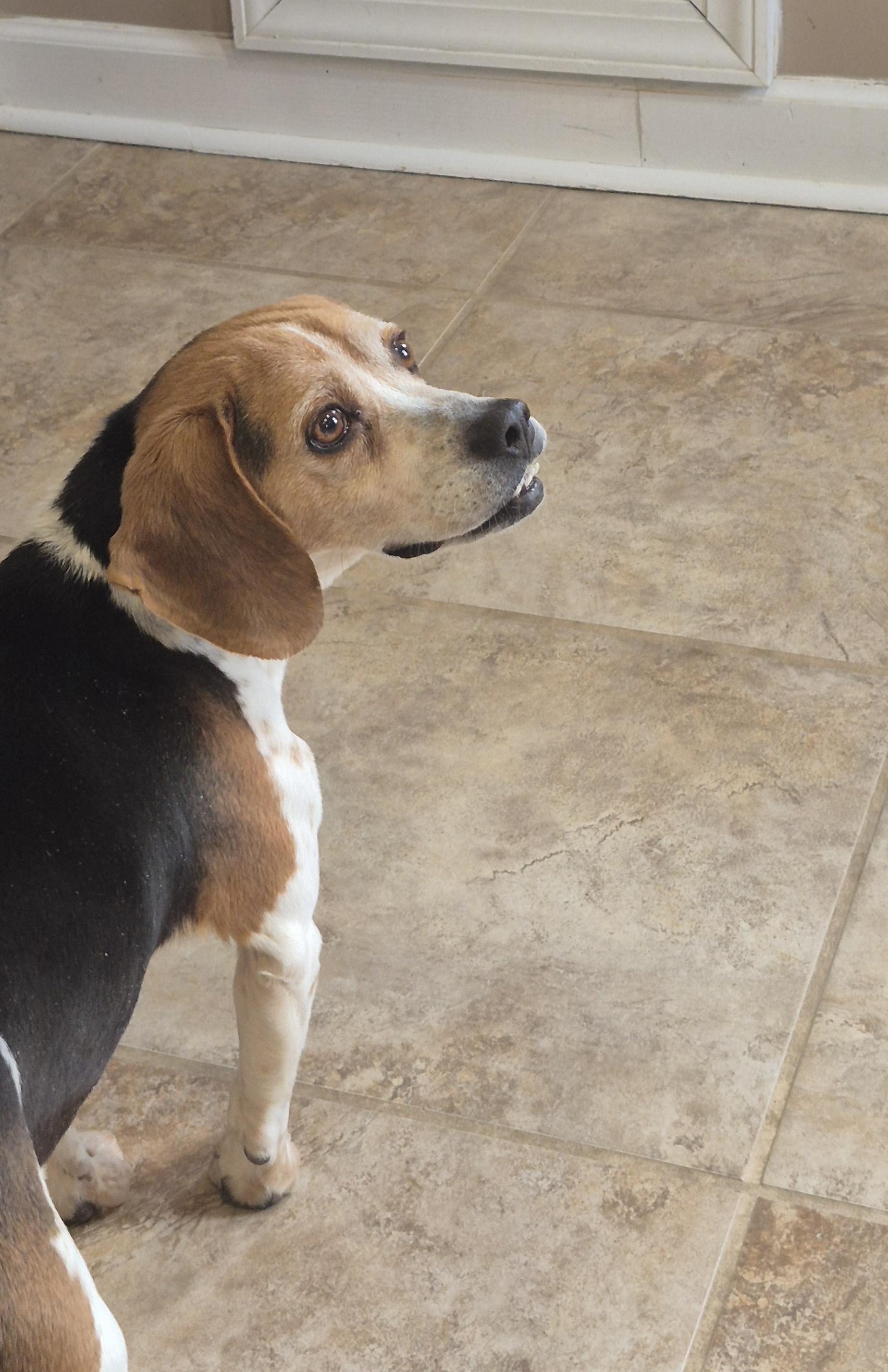 Enlarge Bucky, a ADOPTABLE Beagle in Amissville, VA image 1/4