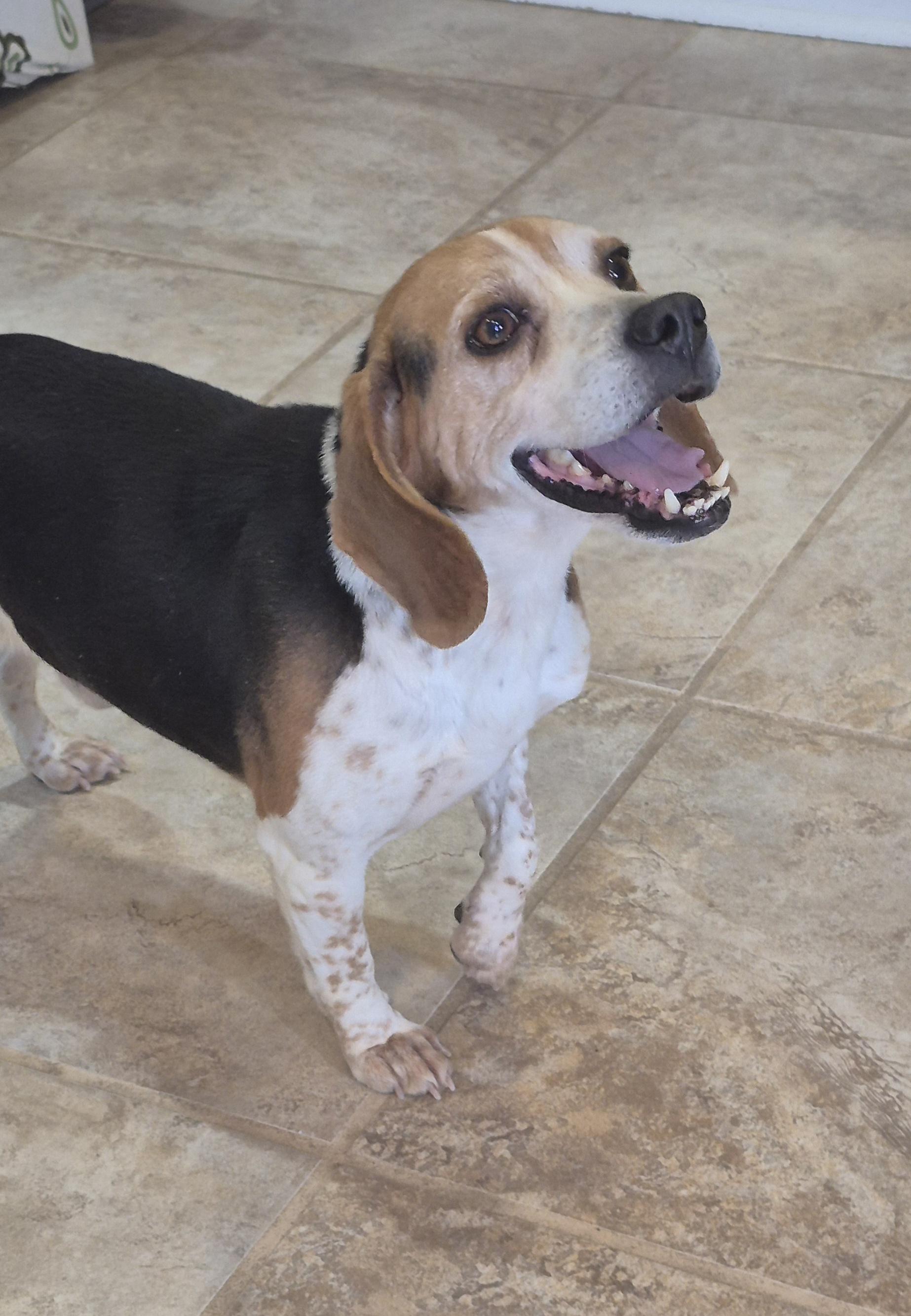 Enlarge Bucky, a ADOPTABLE Beagle in Amissville, VA image 4/4