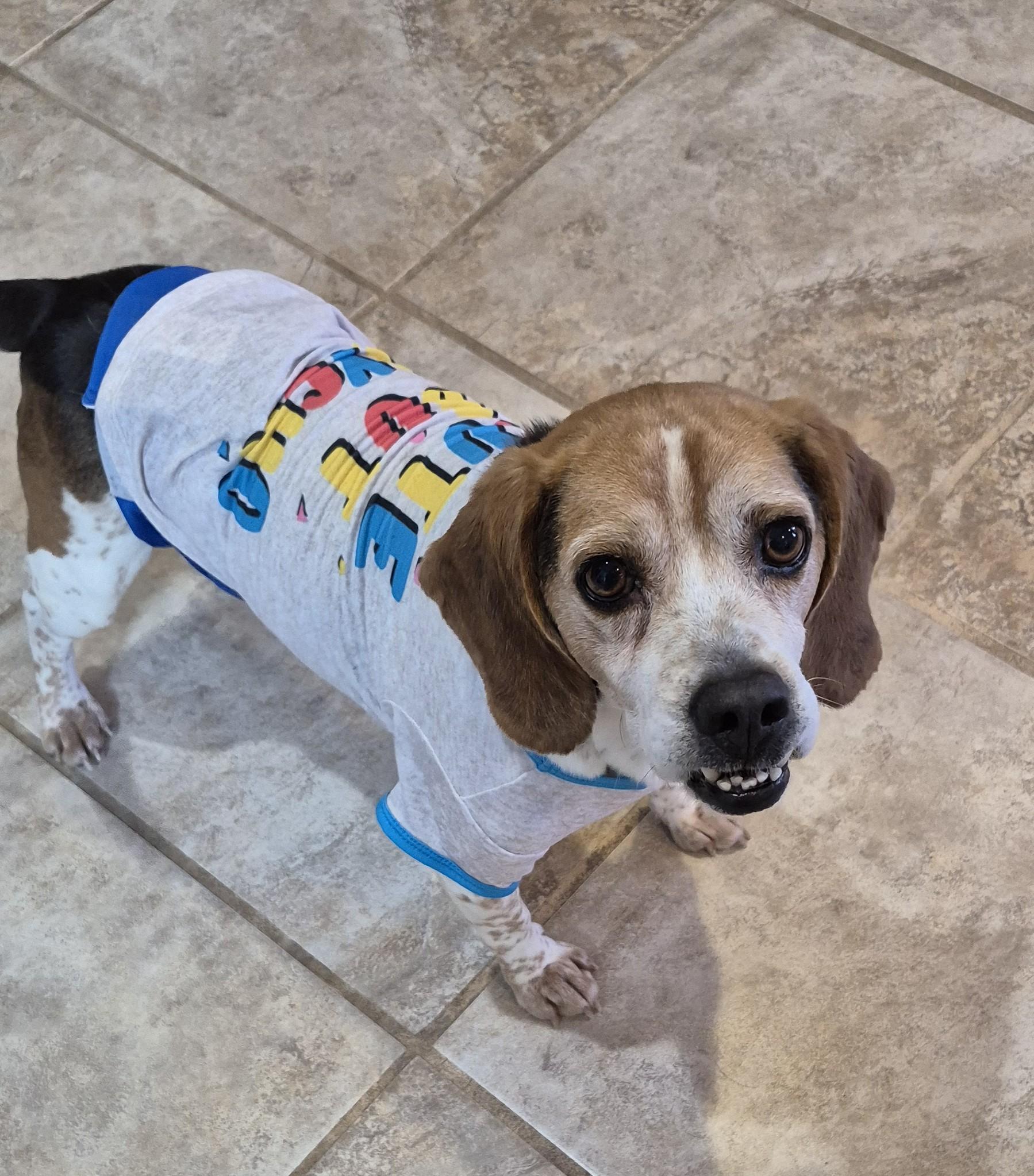 Enlarge Bucky, a ADOPTABLE Beagle in Amissville, VA image 4/4