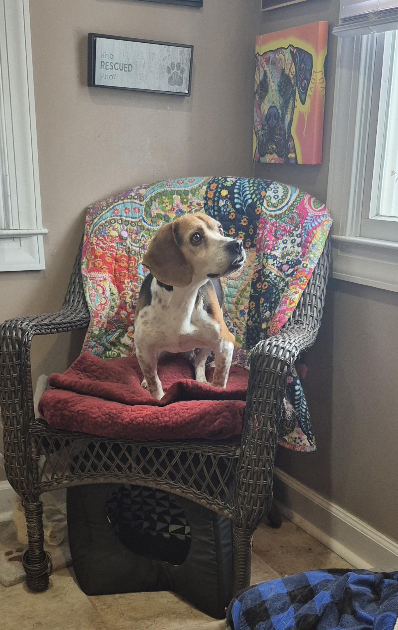 Enlarge Bucky, a ADOPTABLE Beagle in Amissville, VA image 3/4