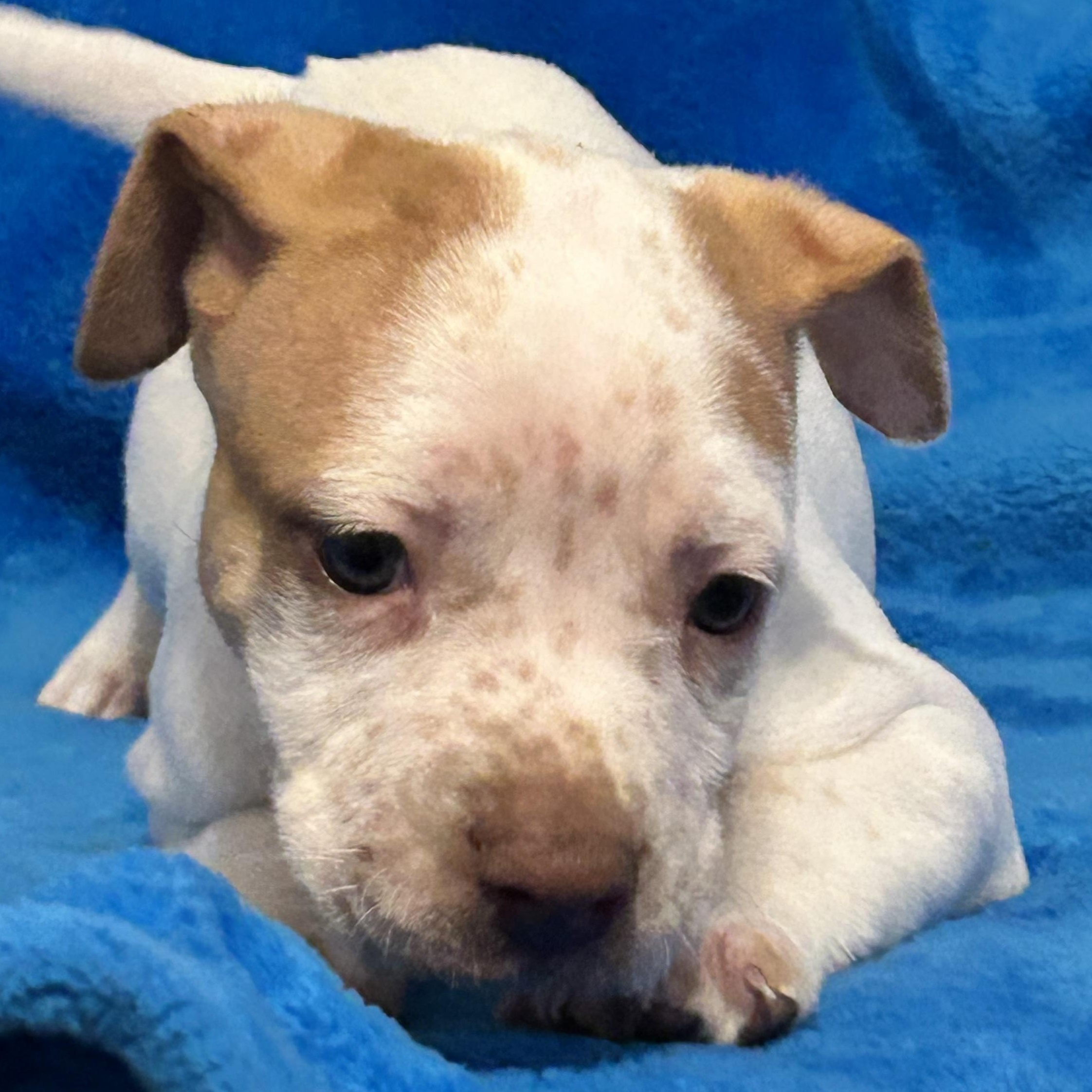 Willow — thumbnail 6