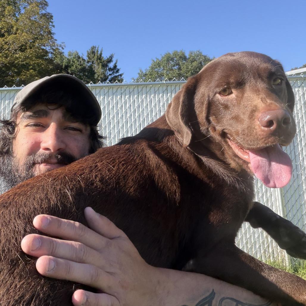 Molly, Adoptable, Adult Female Chocolate Labrador Retriever & Mixed Breed.