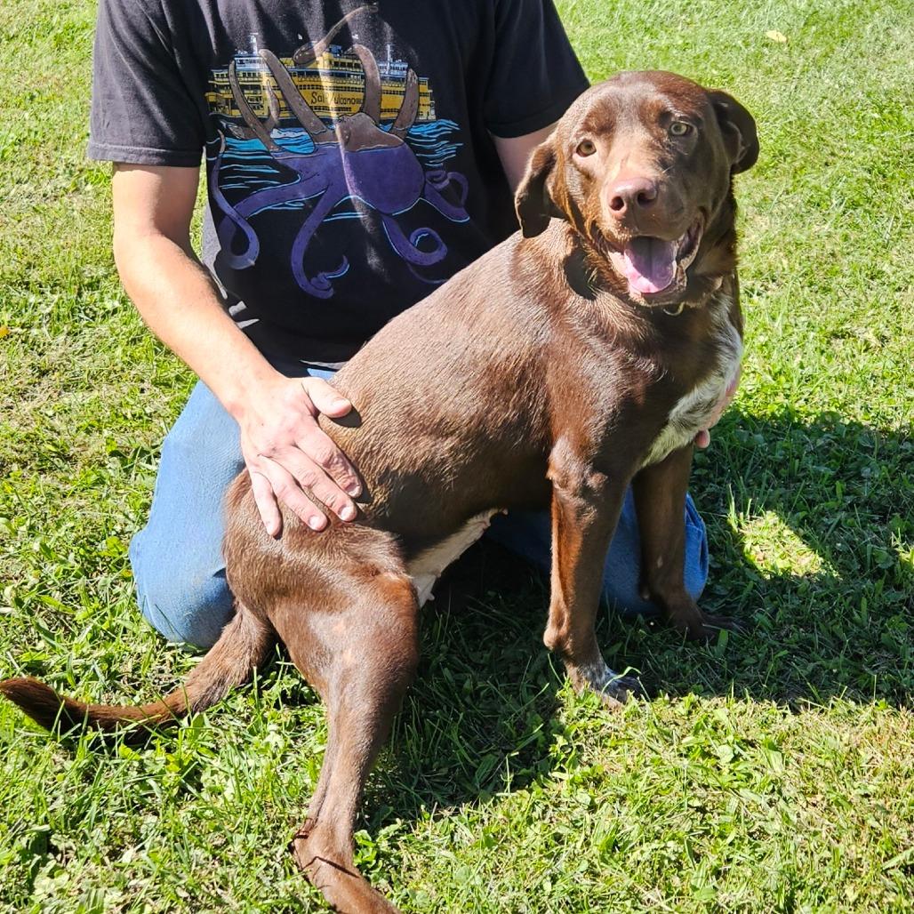 Enlarge Molly, a Adoptable mixed breed in Oneonta, NY image 2/4