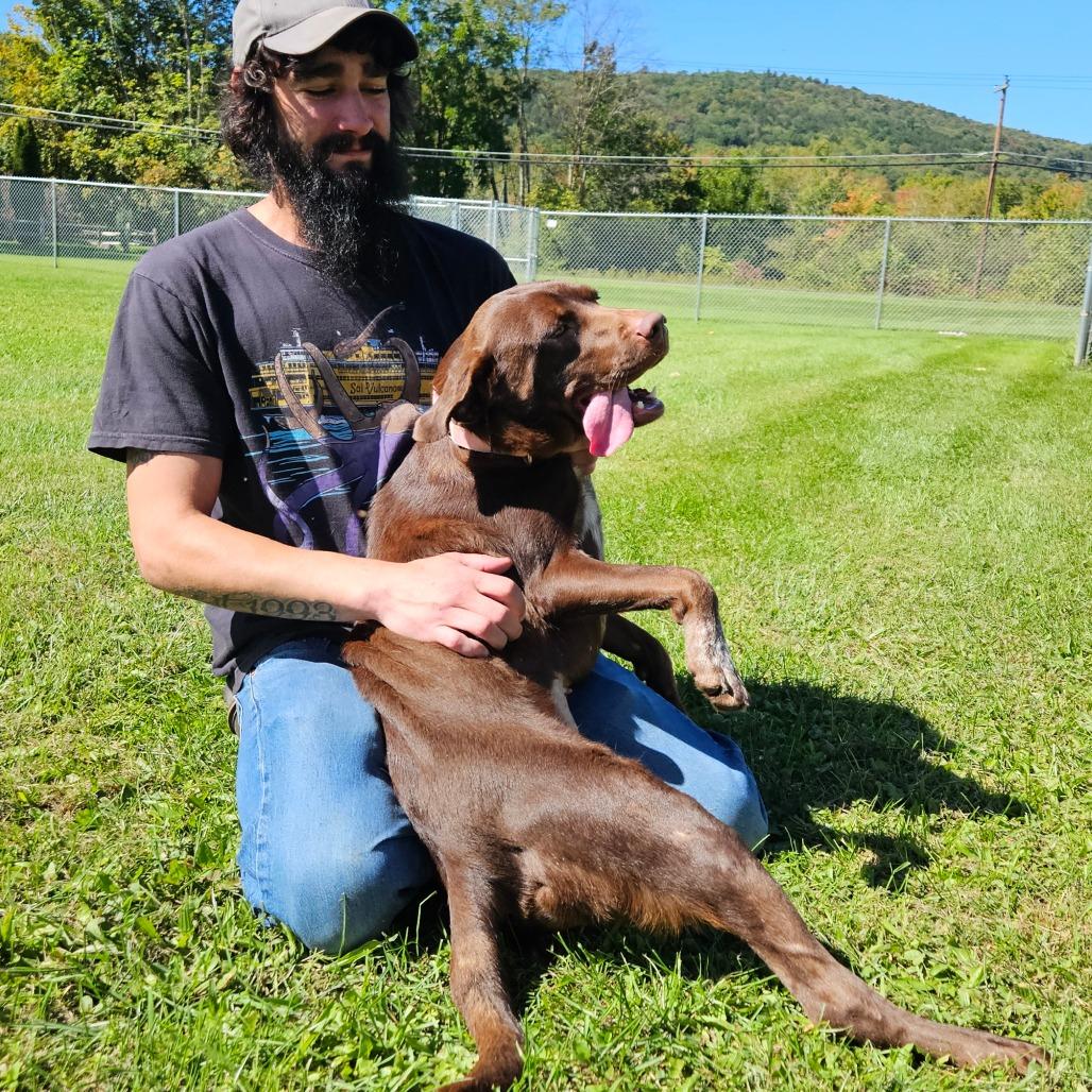 Enlarge Molly, a Adoptable mixed breed in Oneonta, NY image 3/4