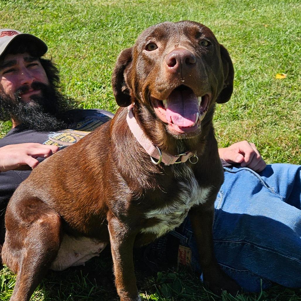 Enlarge Molly, a Adoptable mixed breed in Oneonta, NY image 4/4