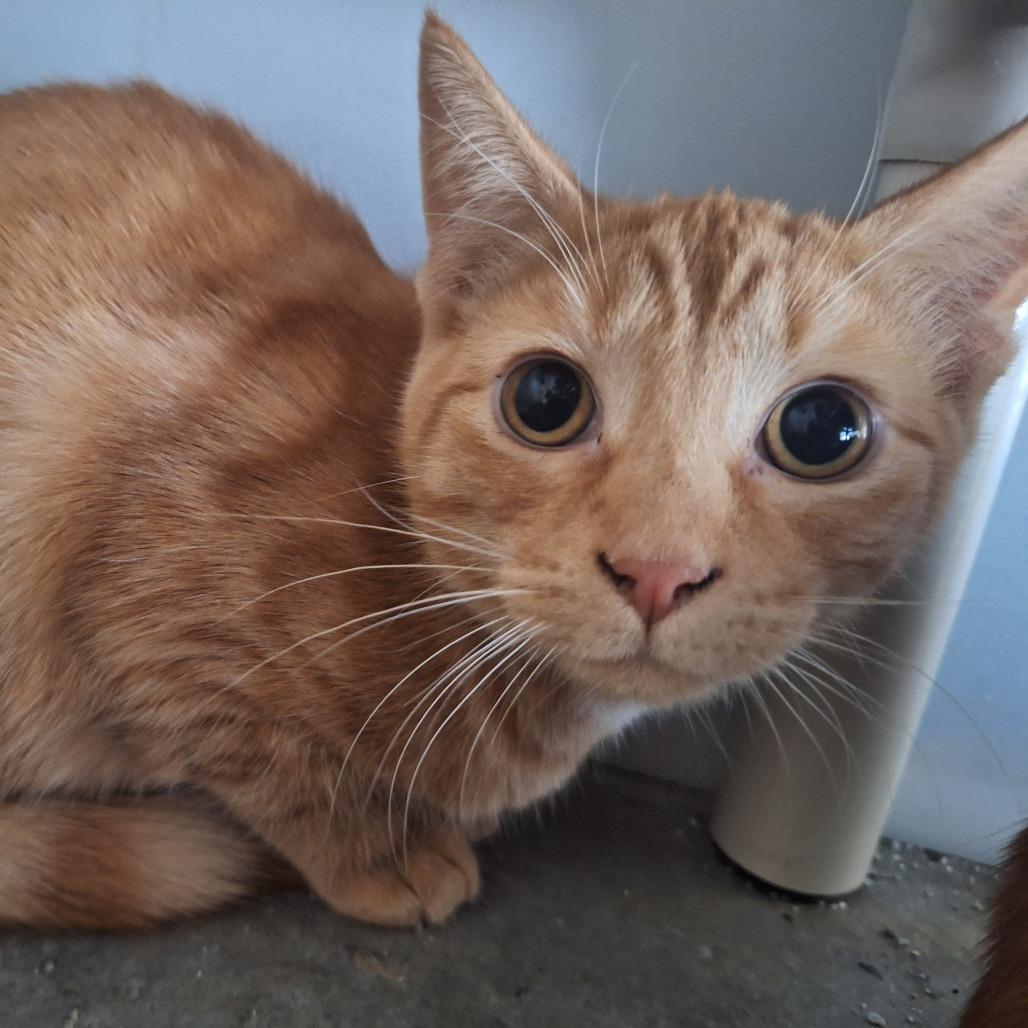 Macaroni, a Adoptable Domestic Short Hair in Albert Lea, MN image 1/6